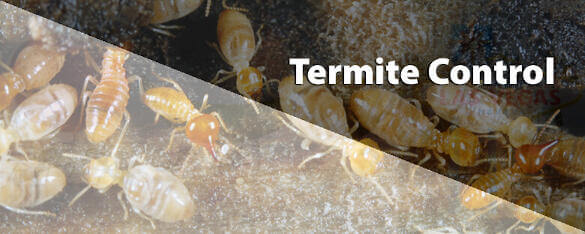 Termite Control