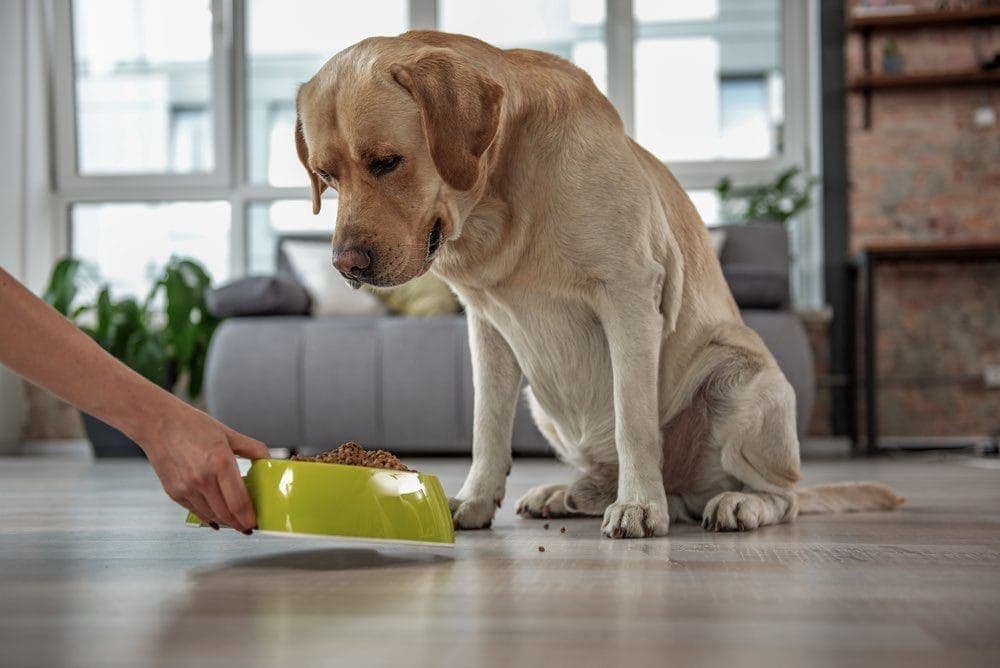 hypoallergenic food dog
